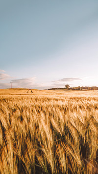 Grainfield cornfield farmland sunset golden hour country sun