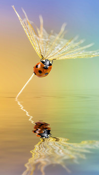 Skills sharing of macro photography 42