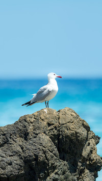 Seagull on the beach coast in Ibiza in summer