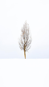 The lonely persimmon tree
