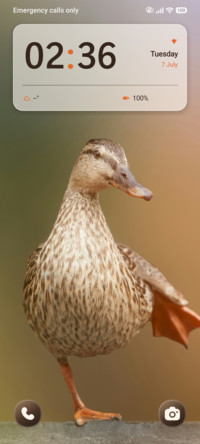 Brown Waddle