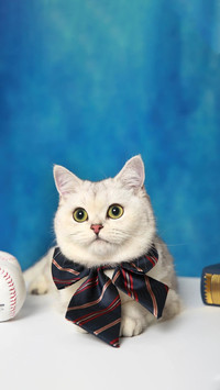 猫咪为什么会叹气