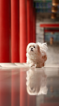 Why Pet Dogs Like Barking 4