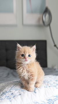 Tiny Fluffy Buff Kitten Sitting on Striped Blanket