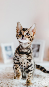 猫咪情绪低落怎么办