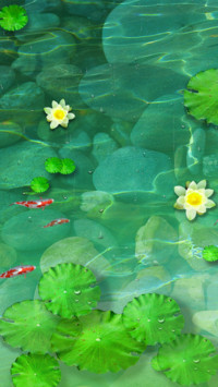 池塘鱼趣