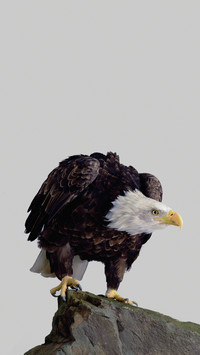 Animal superpowers 2