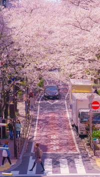 Cherry Blossom Season