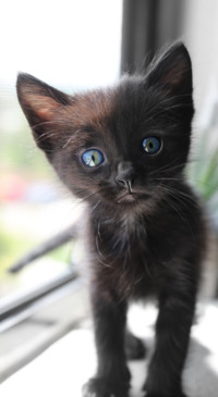 Cute Animals (1)