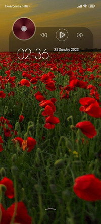 flowers poppies
