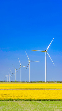 Fresh Flowers and Windmills