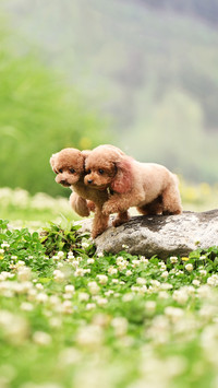 Does your dog like rolling on the grass 57
