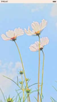 清新简约波斯花