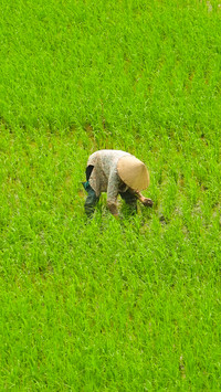 Working in the fields