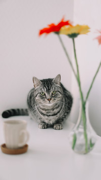 Cute animals-02