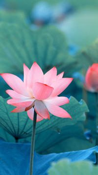 Blooming Flowers