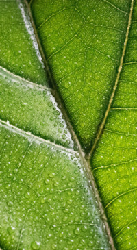 Macro Photography (6)