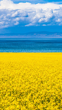 Flower sea tourism drives income growth