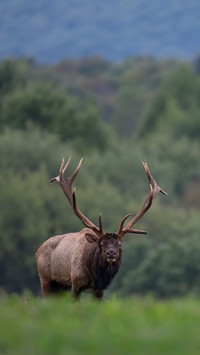 A bull elk during the rut season