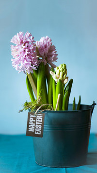 Flowers th81
