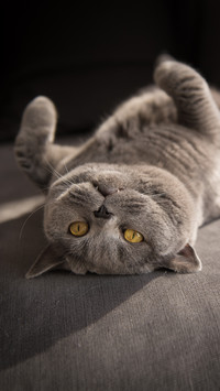 Blue cats are also divided into several types