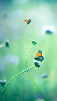 Flowers in the Corner