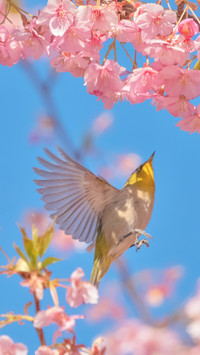 The bright scent of cherry blossoms