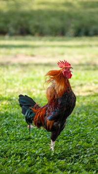 The heartwarming traits of the chinese zodiac rooster