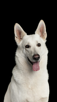 Which dogs are suitable for children 27