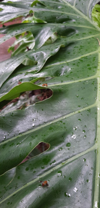 Green leaf, insects and rain drops
