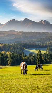 Cattle grazing in the mountains