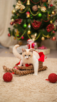 Cute pet-05