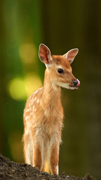 A baby fallow deer dama dama