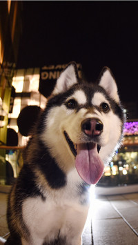 Pets like Erha 0