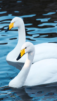 A pair of white swans