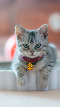 A kitten wearing a necklace