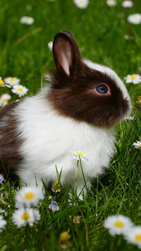 Rabbit(9)