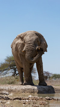 Do elephants understand parting too
