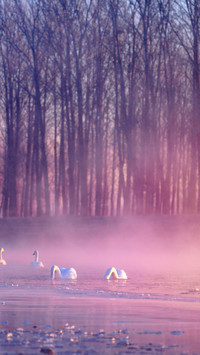 Morning mist gently wraps the swan's dance
