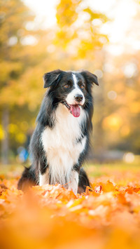 Amazing black and white adult border collie in the park