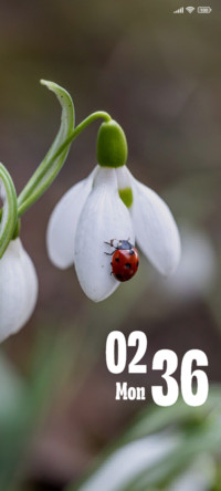 Bug