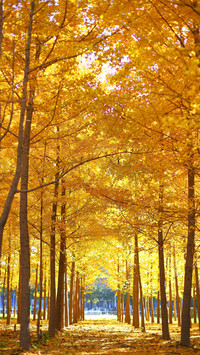 Take eight tips of autumn