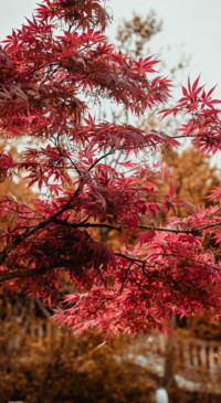 Travel JPN (14)