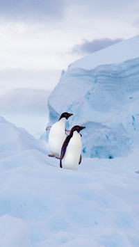 Two Adelie penguins on an Iceberg