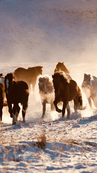 Horse hooves raise dust and shadows