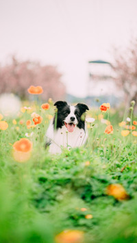 边境牧羊犬智商有多高