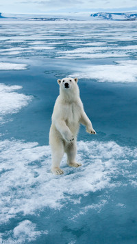 Polar bear 12