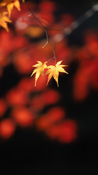 Red Maple in Jiuxi Yancun