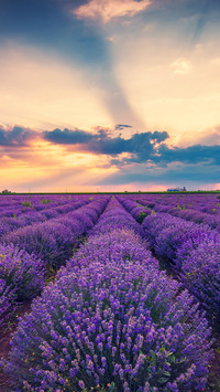 The lavender field at sunset
