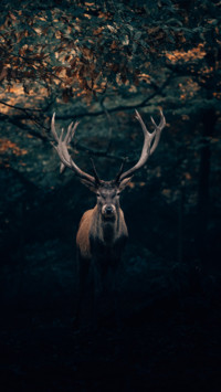 Deer (1)